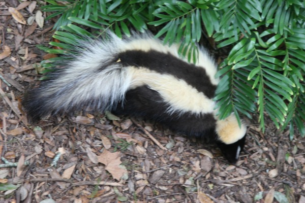 Skunk Striped skunk Florida Mephitidae Mofeta