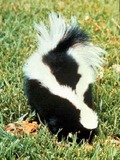 Skunk Striped skunk Mephitidae Mofeta