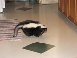 Skunk Photo Gallery