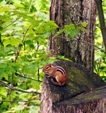 Chipmunk Photo Gallery