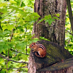 Chipmunk Squirrel  Glen State Park Chipmunk Tamias Ardilla