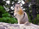 Chipmunk Squirrel  rodent Tamias Ardilla
