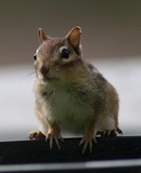 Chipmunk Photo Gallery