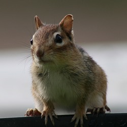 Chipmunk Squirrel Chipmunk (Tamias striatus)  Tamias Ardilla