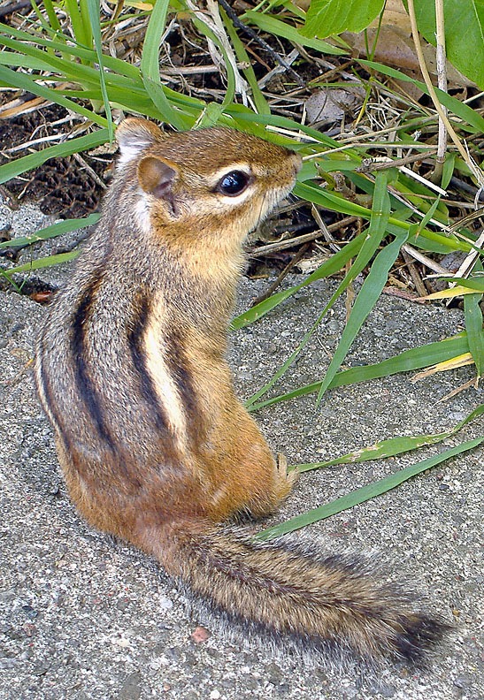 Chipmunk Squirrel Chipmunk-Tamias Tamias Ardilla