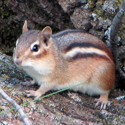 Chipmunk Squirrel Eastern Chipmunk,_Gatineau_Park Tamias Ardilla