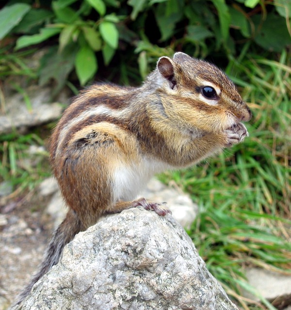 Chipmunk Squirrel Streifenhoernchen Tamias Ardilla