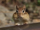Chipmunk Squirrel Tamias striatus  Tamias Ardilla