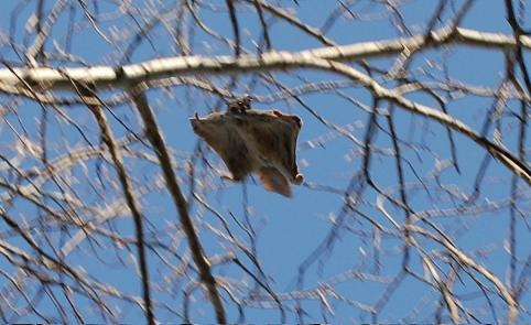 Flying Squirrel   Pteromyini Ardilla