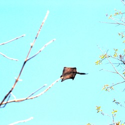Flying Squirrel Pratik gujarat Pteromyini Ardilla