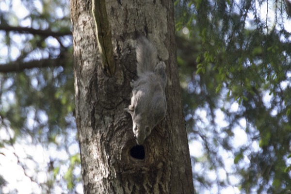Flying Squirrel Pteromys volans Pteromyini Ardilla