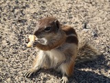 Ground Squirrel Photo Gallery