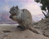 Squirrel Galleries