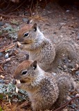 Ground Squirrel Photo Gallery