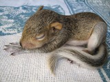 Tree Squirrel Baby Squirrel Sleeping Sciurus Sciuridae Ardilla