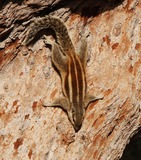 Tree Squirrel Photo Gallery