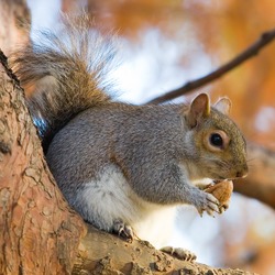 Tree Squirrel Eastern Grey Squirrel_in_St_James London  Sciurus Sciuridae Ardilla