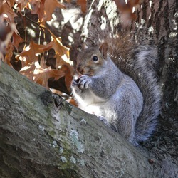 Tree Squirrel Gray Squirrel Boston Sciurus Sciuridae Ardilla