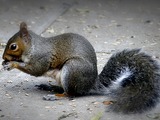 Tree Squirrel Grey_squirrel Sciurus Sciuridae Ardilla