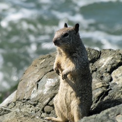 Tree Squirrel Ground_squirrel berkeley  Sciurus Sciuridae Ardilla