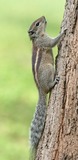 Squirrel Galleries