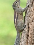 Tree Squirrel Indian Palm Squirrel_(Funambulus_palmarum) Sciurus Sciuridae Ardilla