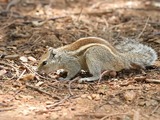 Tree Squirrel Indian_Palm_Squirrel_Bangalore_2009 Sciurus Sciuridae Ardilla
