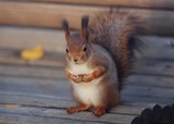 Tree Squirrel Photo Gallery