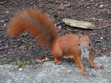 Tree Squirrel Red squirrel_(Sciurus_vulgaris) Sciurus Sciuridae Ardilla