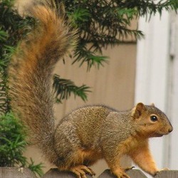 Tree Squirrel Sciurus_niger_(on_fence) Sciurus Sciuridae Ardilla
