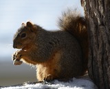 Squirrel Galleries