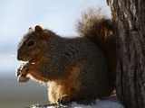 Tree Squirrel Squirrel Eating peanut Sciurus Sciuridae Ardilla