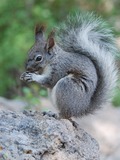 Tree Squirrel Photo Gallery