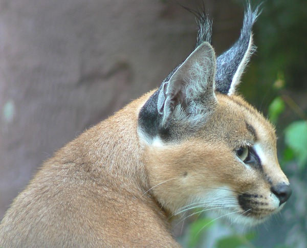 Caracal Cat Ears Picture Profile