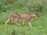 Caracal Cat Picture Caracal hunting serengeti