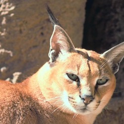 Caracal Cat Picture Caracal