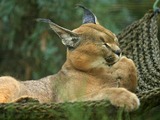 Caracal Cat Picture Lightmatter Egyptian Lynx