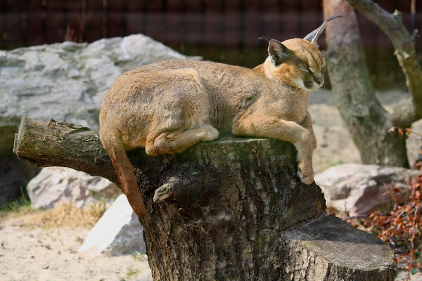 Caracal Cat Picture resting Poznan zoo