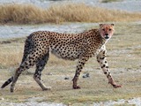 Cheetah big cat picture Image walking