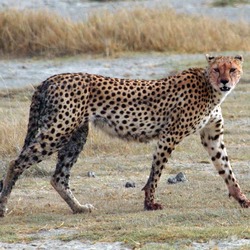 Cheetah big cat picture Image walking