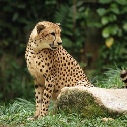 Cheetah curious picture Image Singapore Zoo