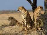 Cheetah family picture Image Acinonyx jubatus