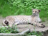 Cheetah king lying down picture Image