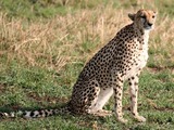 Cheetah picture Image cat Tanzanian