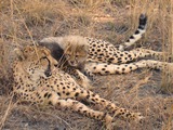 Cheetah picture Image little mom cub