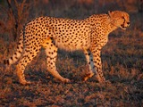 Cheetah picture Image sunset Umfolozi evening