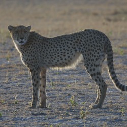 Cheetah picture Image wild cat Botswana