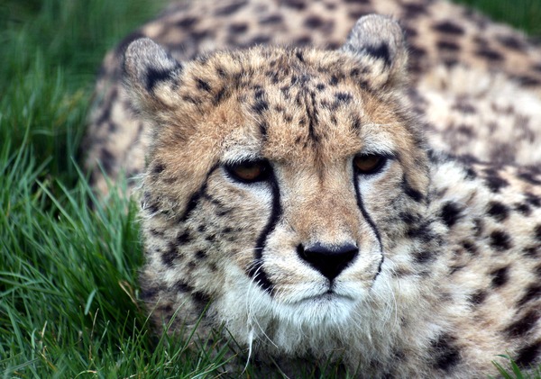 Cheetah picture Image wild cat