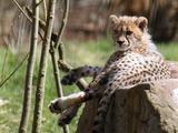 Cheetah picture Image young tired cub