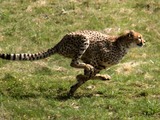 Cheetah running picture Image Acinonyx jubatus